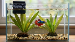 Betta Fish Planted Tank Setup: Step by Step
