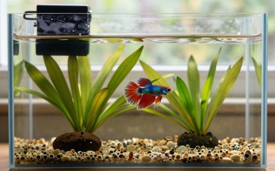 Betta Fish Planted Tank Setup: Step by Step