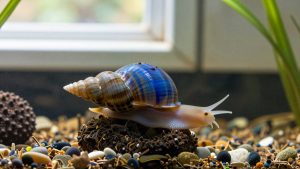 Blue Mystery Snail Care: Tank Size, Diet and Breeding