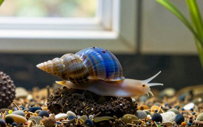 Blue Mystery Snail Care: Tank Size, Diet and Breeding