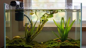 How to Clean Algae Off Aquarium Glass Without Stressing Fish