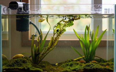 How to Clean Algae Off Aquarium Glass Without Stressing Fish