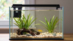 Discus Water Parameters, Diet and Tank Mates: A Complete Care Guide