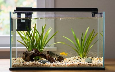 Discus Water Parameters, Diet and Tank Mates: A Complete Care Guide