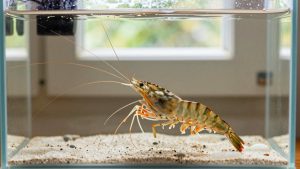 Do I Need a Heater for Shrimp? An Honest Answer (2026)