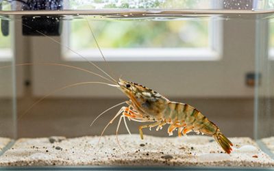 Do I Need a Heater for Shrimp? An Honest Answer (2026)