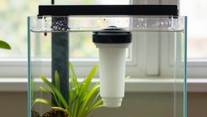 Do I Need a Uv Aquarium Filter? An Honest Answer (2026)
