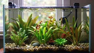 Fastest Growing Aquarium Plants for Nutrient Control and Quick Cover