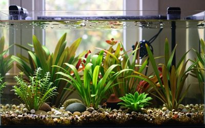 Fastest Growing Aquarium Plants for Nutrient Control and Quick Cover