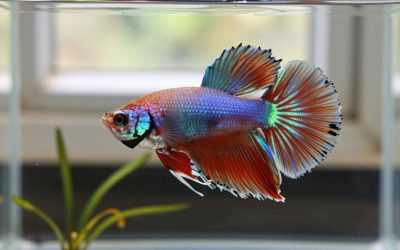 Female Betta Fish: Differences, Sorority Tanks and Care