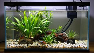 Fluval 12694 Plant and Shrimp Stratum vs Seachem Flourish Tabs 10 tab Pack: Which Should You Buy?