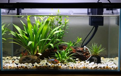 Fluval 12694 Plant and Shrimp Stratum vs Seachem Flourish Tabs 10 tab Pack: Which Should You Buy?