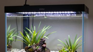 Full Spectrum Led vs Rgb Aquarium Light: Which Is Right for Your Home (2026)
