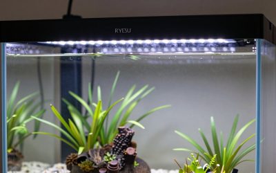 Full Spectrum Led vs Rgb Aquarium Light: Which Is Right for Your Home (2026)