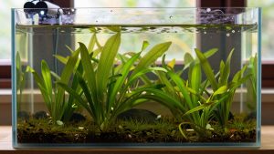 Green Algae in a Fish Tank: Types, Causes and Fixes