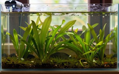 Green Algae in a Fish Tank: Types, Causes and Fixes
