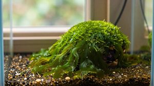 Green Spot Algae: What Causes It and How to Remove It
