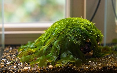 Green Spot Algae: What Causes It and How to Remove It
