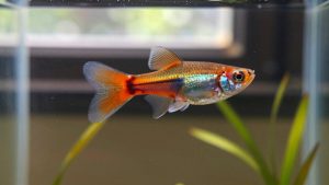 Guppy Fish Care Guide: Tank Size, Feeding, Breeding and Lifespan