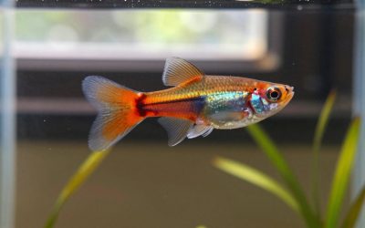 Guppy Fish Care Guide: Tank Size, Feeding, Breeding and Lifespan