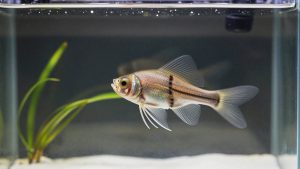 Hang on Back Skimmer vs in Sump Skimmer: Which Is Right for Your Home (2026)