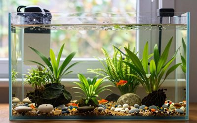 Houseplants in Fish Tanks: Pothos, Peace Lily and Lucky Bamboo
