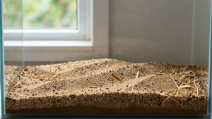 How Deep Should Aquarium Substrate Be? Size Guide With Measurements (2026)