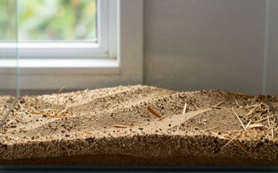 How Deep Should Aquarium Substrate Be? Size Guide With Measurements (2026)