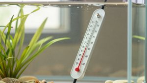 How to Calibrate an Aquarium Thermometer (2026): Step-by-Step