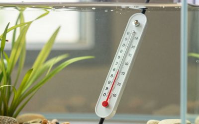 How to Calibrate an Aquarium Thermometer (2026): Step-by-Step
