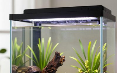 How to Choose Aquarium LED Lighting: What Actually Matters