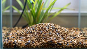 How to Choose Aquarium Substrate Grain Size in 2026: What Actually Matters