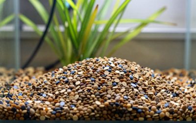 How to Choose Aquarium Substrate Grain Size in 2026: What Actually Matters