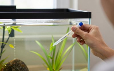 How to Choose Aquarium Water Test Kit in 2026: What Actually Matters