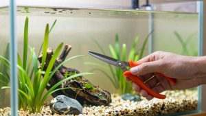 How to Choose Aquascaping Scissors: What Actually Matters