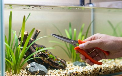 How to Choose Aquascaping Scissors: What Actually Matters