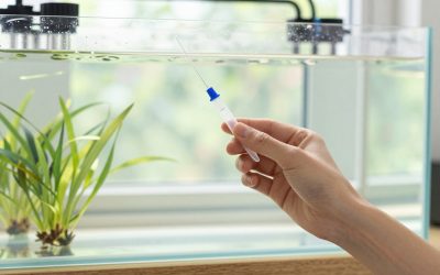 How to Choose Freshwater Test Kit in 2026: What Actually Matters