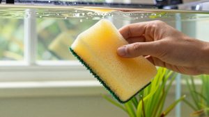 How to Clean an Aquarium Sponge Filter (2026): Step-by-Step