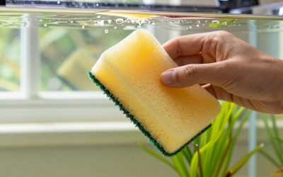 How to Clean an Aquarium Sponge Filter (2026): Step-by-Step