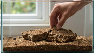 How to Install Aquarium Substrate Layers (2026): Step-by-Step