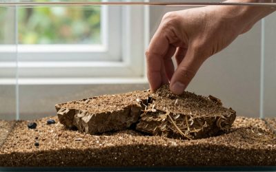 How to Install Aquarium Substrate Layers (2026): Step-by-Step
