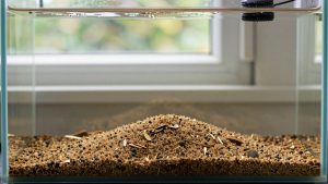 How to Rinse Aquarium Substrate Safely (2026): Step-by-Step