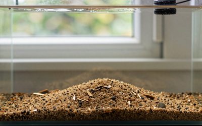How to Rinse Aquarium Substrate Safely (2026): Step-by-Step