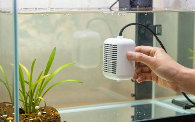 How to Set Up an Aquarium Heater (2026): Step-by-Step