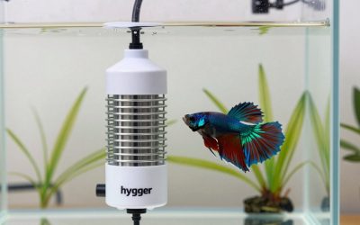 hygger Small Aquarium Betta Heater vs auomii USB 10W Mini Submersible Aquarium: Which Should You Buy?