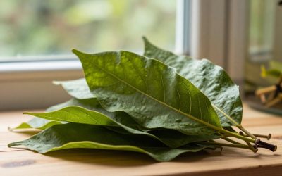 Indian Almond (Catappa) Leaves for Aquariums: Benefits and How to Use