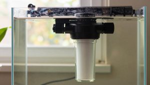 Is a Canister Filter Worth It Freshwater? An Honest Answer (2026)
