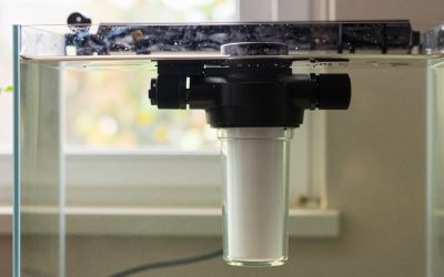 Is a Canister Filter Worth It Freshwater? An Honest Answer (2026)