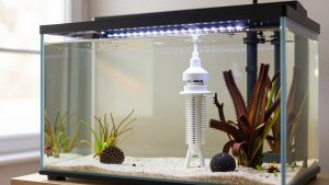 Is a Protein Skimmer Worth It? An Honest Answer (2026)