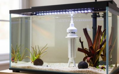 Is a Protein Skimmer Worth It? An Honest Answer (2026)